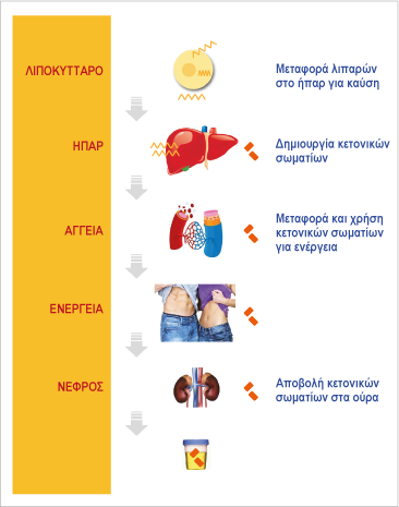 κετωση κετογονικη διαιτα